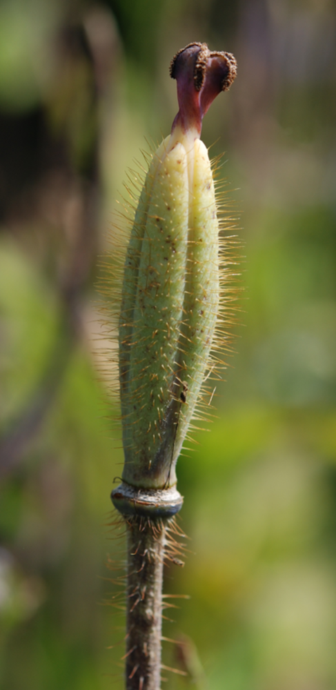 The narrow, ellipsoidal fruit capsule.